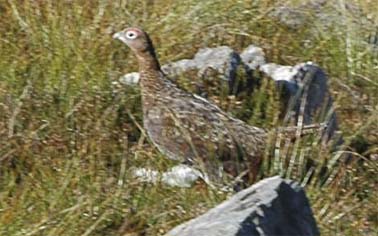 Ptarmigan