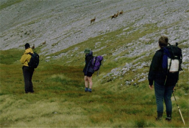 Disturbed deer near the first top