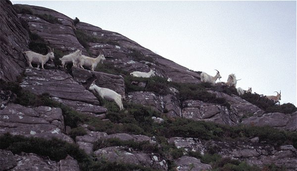Goats above the sea cliffs