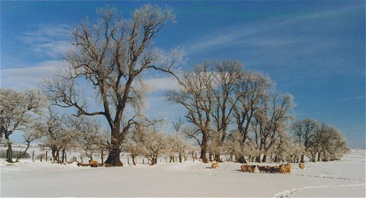 Snow scene just up the valley early in the year
