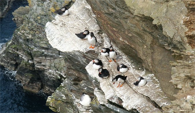 Puffins on the cliffs, Shetland
